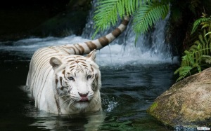tigre branco vetton.ru